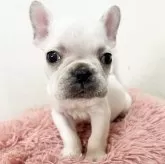 フレンチブルドッグ