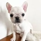 フレンチブルドッグ