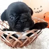 フレンチブルドッグ