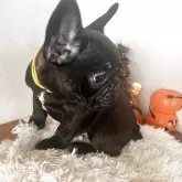 フレンチブルドッグ【岡山県・男の子・2025年9月16日・ブリンドル】の写真3