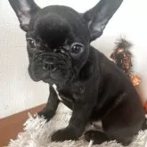 フレンチブルドッグ【岡山県・男の子・2025年9月16日・ブリンドル】の写真4