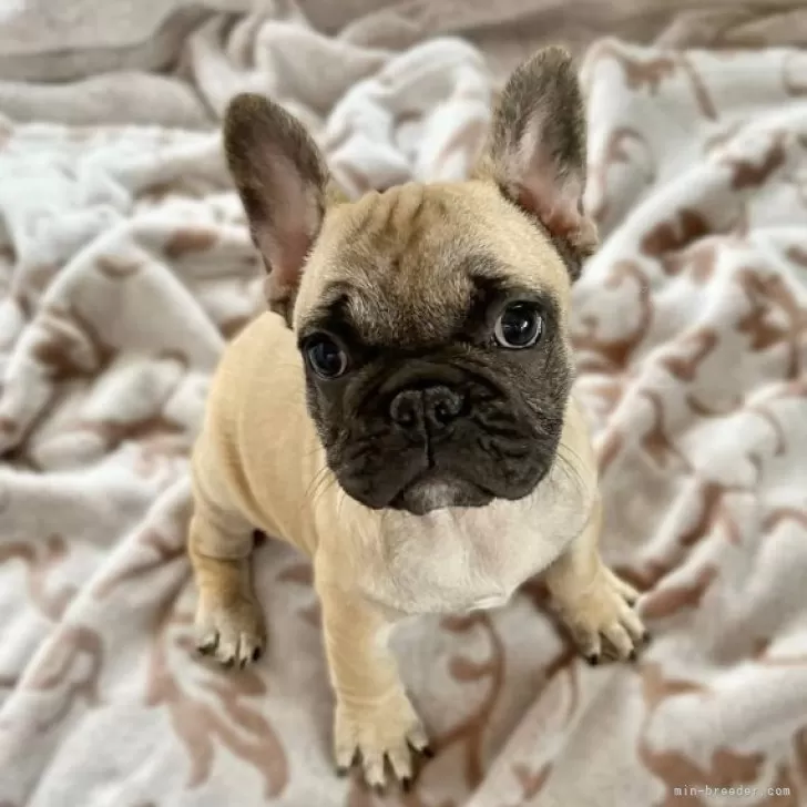 ID：2310-02251の子犬