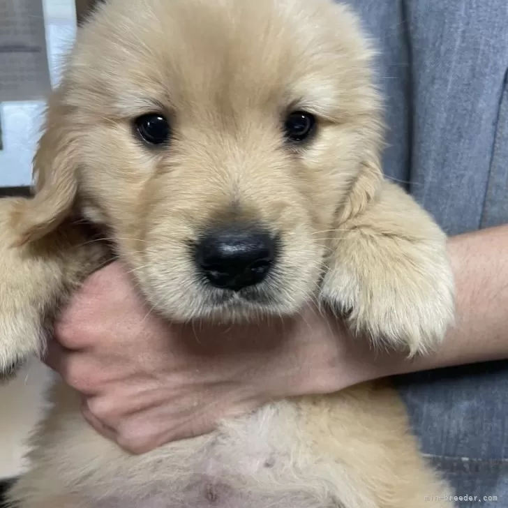 ID：2502-04625の子犬