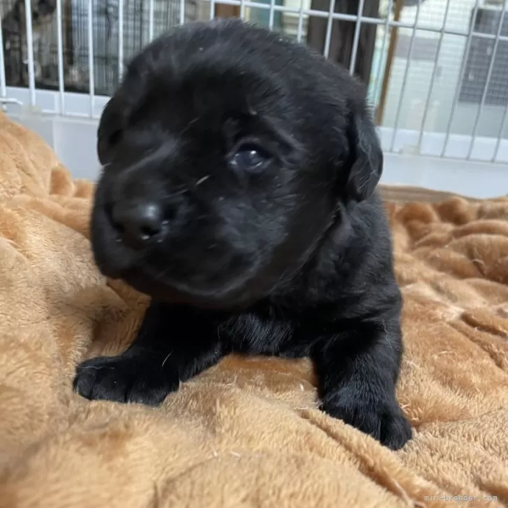 ID：2502-03367の子犬