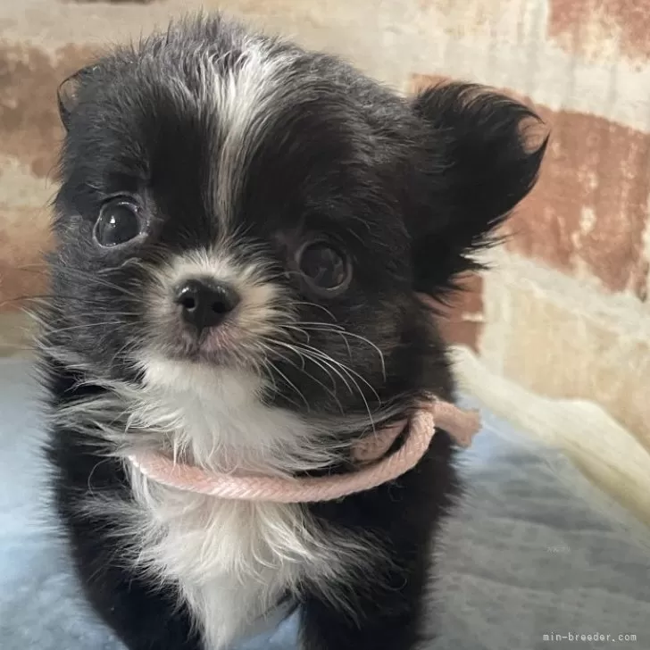 ID:2501-08131の子犬