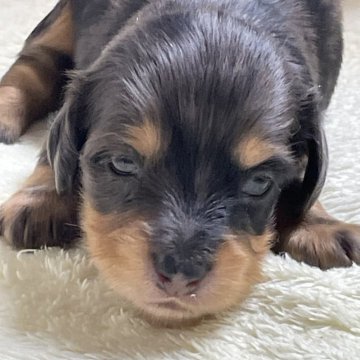 ミニチュアダックスフンド(ロング)【埼玉県・女の子・2025年3月1日・チョコダップ ル カニヘン】の写真「シルバーダップルのカニヘンの女の子です。」