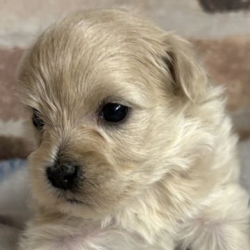 マルプー(トイプードル×マルチーズ)【埼玉県・女の子・2025年10月18日・クリームかアプリコット】の写真「カラカラがどんどん可愛くなると思います。」