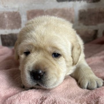 ラブラドールレトリバー【埼玉県・女の子・2025年10月8日・クリーム  リボンピンク】の写真「マルマル本当に可愛い子豚ちゃん見たいです。」