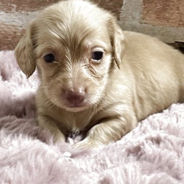 ミニチュアダックスフンド(ロング)【埼玉県・男の子・2025年3月1日・クリーム】の写真「カニヘンのとても綺麗なクリームです。🎈」