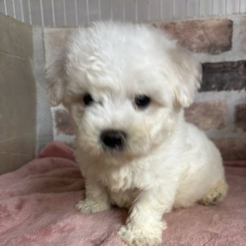 ビションフリーゼ【埼玉県・男の子・2025年9月1日・ホワイト】の写真「今は離乳食食べてます。❤️」