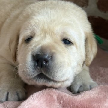 ラブラドールレトリバー【埼玉県・男の子・2025年10月8日・クリーム】の写真「もうかわいすきです、子豚みたいにまん丸です。」