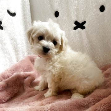 マルプー(トイプードル×マルチーズ)【埼玉県・女の子・2025年6月20日・クリーム】の写真「とても可愛いくるくる髪の毛」