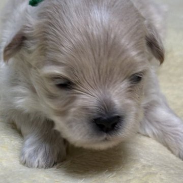 マルプー(トイプードル×マルチーズ)【埼玉県・男の子・2025年10月18日・クリームかアプリコット】の写真「まだ目が開いたばかりです。」