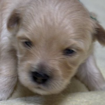 マルプー(トイプードル×マルチーズ)【埼玉県・男の子・2025年10月18日・クリームかアプリコット】の写真「まだ小さいくてでも可愛くなると思います。」