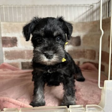 ミニチュアシュナウザー【埼玉県・男の子・2025年9月9日・ブラックシルバー】の写真「　　リボン黄色、よく離乳食たべてます。」