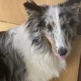 シェットランドシープドッグ【埼玉県・男の子・2024年4月5日・ブルーマル】の写真1「とても綺麗なからーです。おとなしくて臆病なんです、」