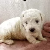 ビションフリーゼ