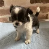 チワワ(ロング)【埼玉県・女の子・2025年1月16日・ブラック&ホワイトタン】の写真3「こんなに大人顔になりました、超可愛いです。🩷」