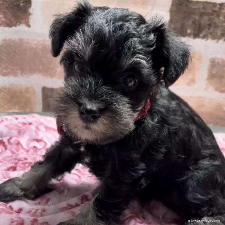 ID:2407-00230の子犬