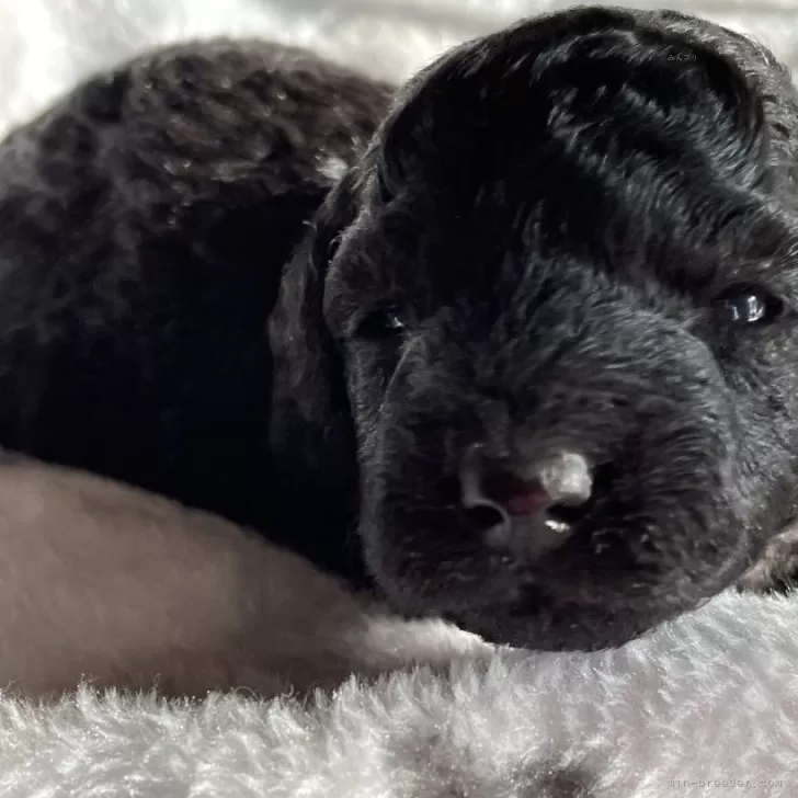 ID：2312-06905の子犬