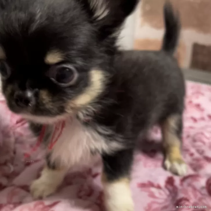 ID：2405-07269の子犬