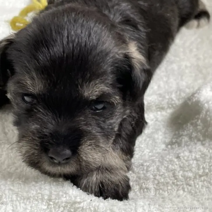 ID:2304-02781の子犬