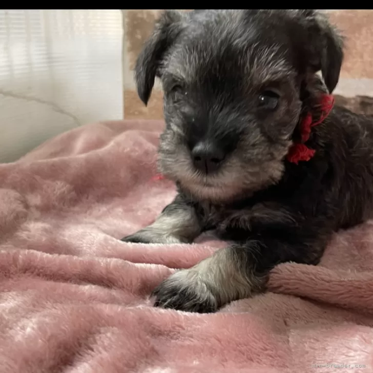 ID:2403-06552の子犬