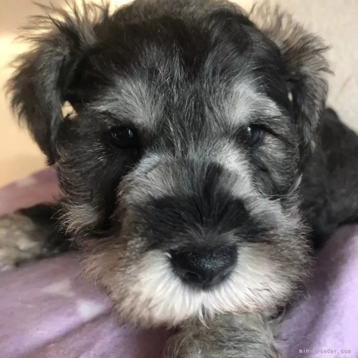 ID:2312-06149の子犬
