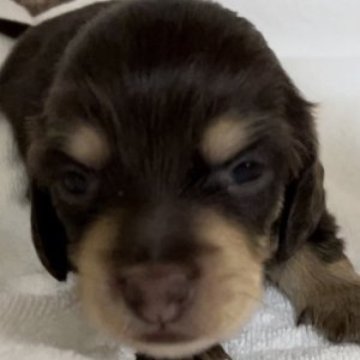 ミニチュアダックスフンド(ロング)【埼玉県・女の子・2023年7月4日・チョコレート&クリームタン】の写真「綺麗なチョコレートクリームタンの女の子です。」