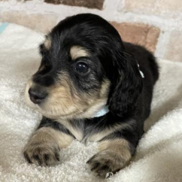 ミニチュアダックスフンド(ロング)【埼玉県・男の子・2022年8月2日・ブラックタン】の写真「可愛い大きなお目目、大きなタン、しっかりとした身体」