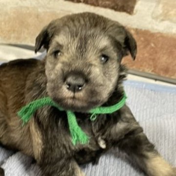 ミニチュアシュナウザー【埼玉県・男の子・2023年10月12日・ソルトペッパー】の写真「もうすぐお迎え出来る父チャピョンの子供です♪」