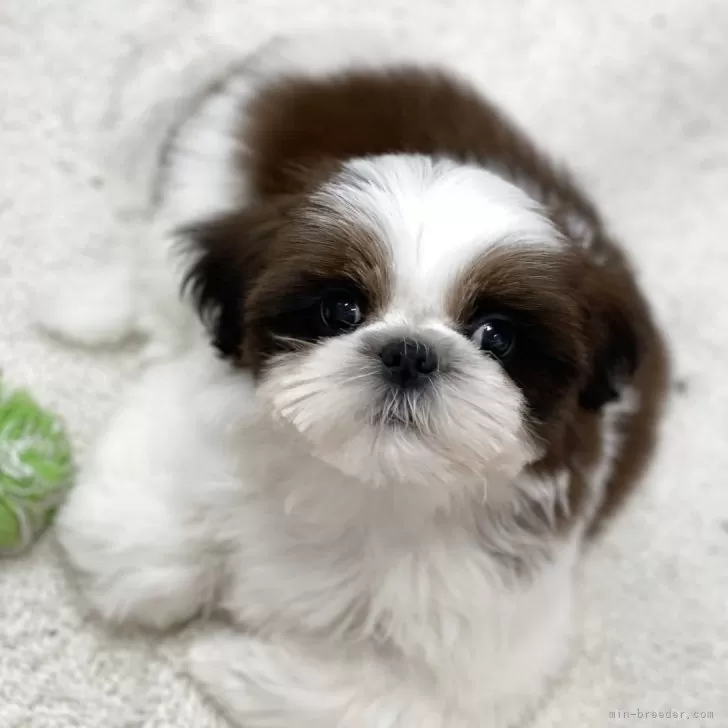 R.Y 様のお迎えした子犬