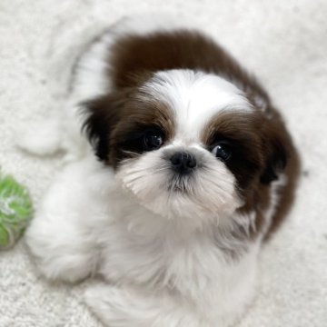 シーズー【滋賀県・男の子・2025年9月9日・ホワイトアンドゴールド】の写真「ますます可愛くなるよ♡短足胴短♡」