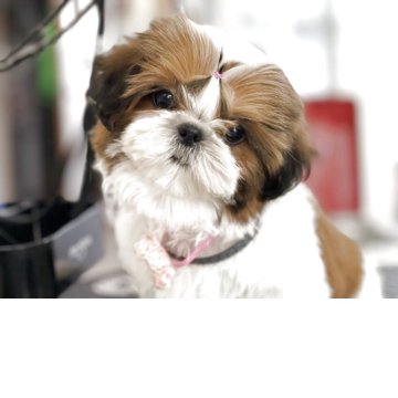 シーズー【滋賀県・女の子・2025年9月1日・ホワイトアンドゴールド】の写真「ママ譲りの小顔な子♡」