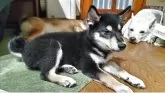 柴犬(標準サイズ)【三重県・男の子・2025年6月17日・黒】の写真3「看板犬のましろさん（保護犬」）とも仲良しです」