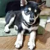 柴犬(標準サイズ)【三重県・男の子・2025年6月17日・黒】の写真4「可愛いですが、大人びた顔つきになってきました」