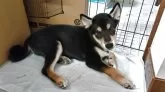 柴犬(標準サイズ)【三重県・男の子・2025年6月17日・黒】の写真4「鼻の周りが少し黒いです。」