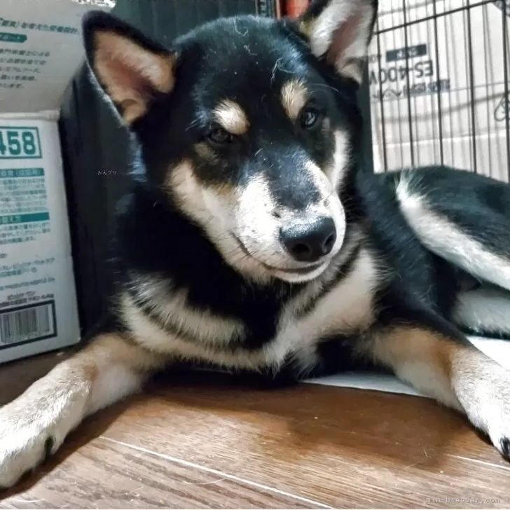 柴犬(標準サイズ)【三重県・男の子・2025年6月17日・黒】の写真1「ご主人様募集中です。」