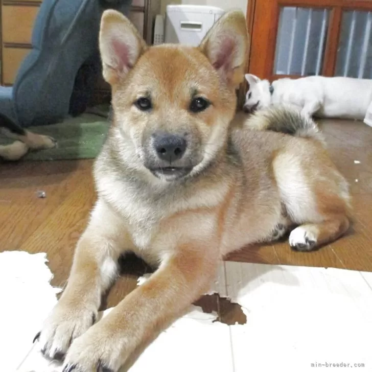 ID:2503-06599の子犬