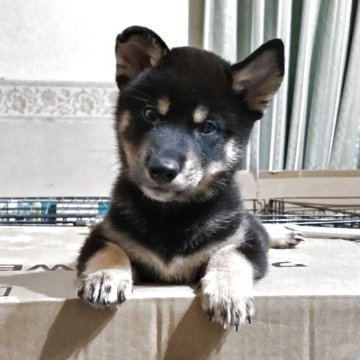 柴犬(標準サイズ)【三重県・男の子・2025年6月17日・黒】の写真「元気にすくすく成長中です」