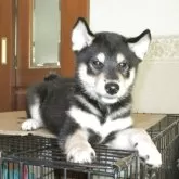 柴犬(標準サイズ)【三重県・男の子・2025年6月17日・黒】の写真1「スッキリした可愛い顔つきです。」