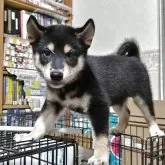 柴犬(標準サイズ)