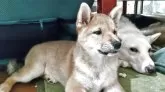 柴犬(標準サイズ)【三重県・女の子・2025年2月28日・赤】の写真3「当犬舎の看板犬ましろさんとのツーショットです」