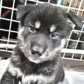柴犬(標準サイズ)【三重県・男の子・2025年6月17日・黒】の写真13「折れ耳時期の貴重な写真です」