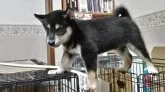 柴犬(標準サイズ)【三重県・男の子・2025年6月17日・黒】の写真8「好奇心旺盛で、元気いっぱいです。」