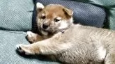 柴犬(標準サイズ)【三重県・女の子・2025年2月28日・赤】の写真11「おねだりめせんでしょうか？」