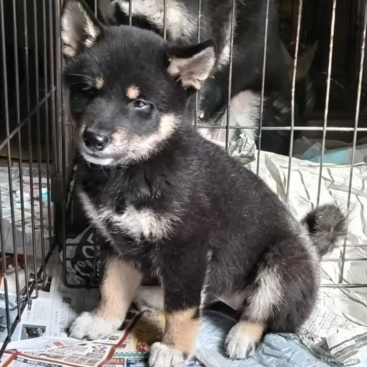 ID:2403-00767の子犬