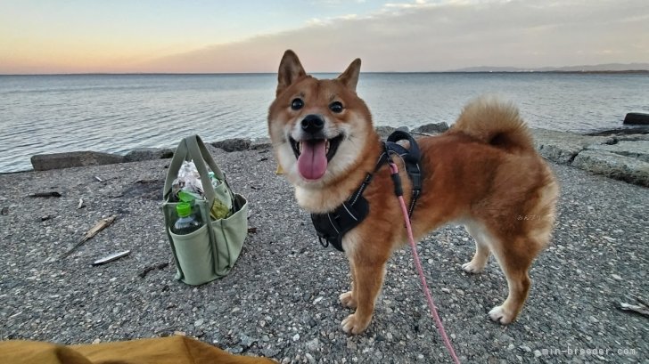 柴犬(標準サイズ)【・男の子・2022年5月9日・赤】「散歩大好き！」