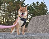 柴犬(標準サイズ)【・男の子・2022年5月9日・赤】