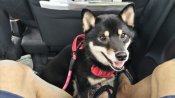 柴犬(標準サイズ)【・女の子・2022年5月9日・黒】「車で移動も平気です」